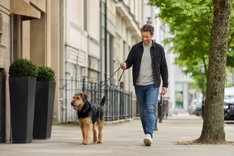 Ein Welsh Hound läuft an der Leine mit seinem Besitzer durch eine freundliche moderne Stadtstraße.