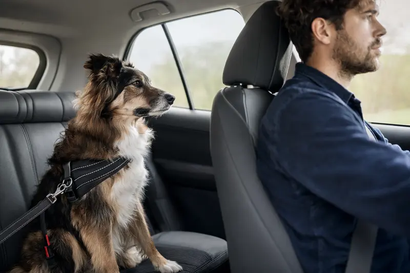 Ein Welsh Sheepdog sitzt sicher angeschnallt auf der Rückbank eines Autos, während der Besitzer ruhig fährt.