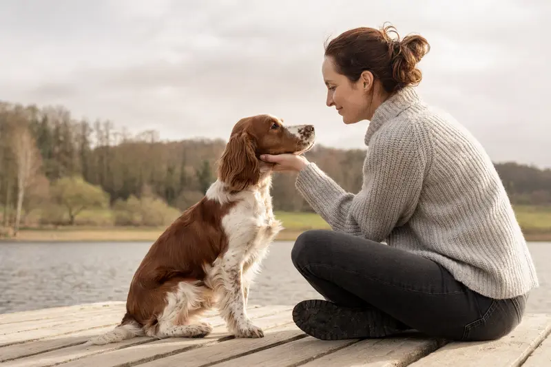 Ein Welsh Springer Spaniel steht aufmerksam vor hellem Hintergrund in natürlicher Haltung als professionelles Hundeportrait.