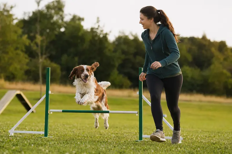 Ein aktiver Welsh Springer Spaniel springt beim Hundetraining über eine kleine Hürde auf dem Hundeplatz.