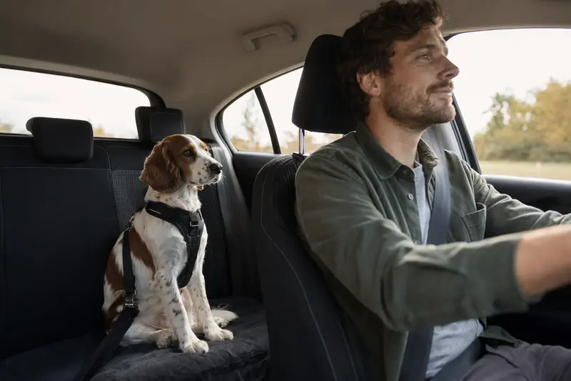 Ein Welsh Springer Spaniel sitzt sicher angeschnallt auf der Rückbank eines Autos und zeigt Hundetransport mit Verantwortung und Fürsorge.