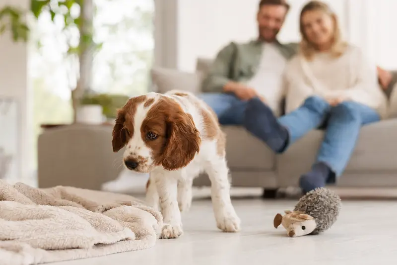 Ein neugieriger Welsh Springer Spaniel Welpe entdeckt stolz sein neues Zuhause mit seiner liebevollen Familie im Hintergrund.