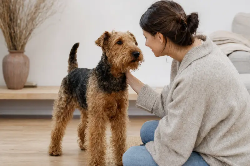 Ein aufmerksamer Welsh Terrier steht in natürlicher Haltung vor hellem Hintergrund und zeigt die typische Fellstruktur der Rasse.