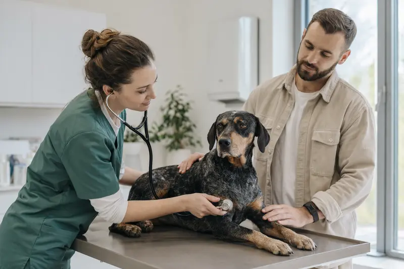 Ein West Country Harrier Hund wird von einer freundlichen Tierärztin auf einem Untersuchungstisch sanft mit einem Stethoskop untersucht.