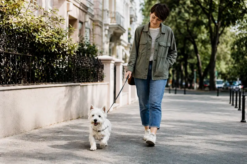 Ein West Highland White Terrier läuft an der Leine mit seinem Besitzer durch eine saubere moderne Stadtstraße.