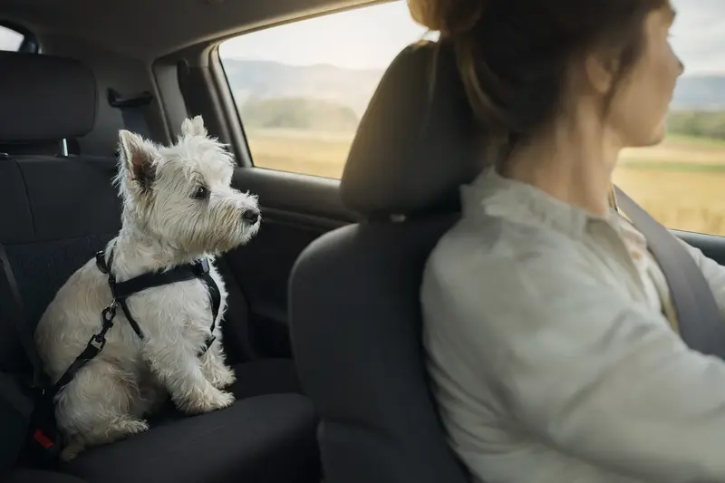 Ein West Highland White Terrier sitzt sicher angeschnallt auf der Rückbank eines Autos und zeigt verantwortungsvolle Hundesicherung im Alltag.