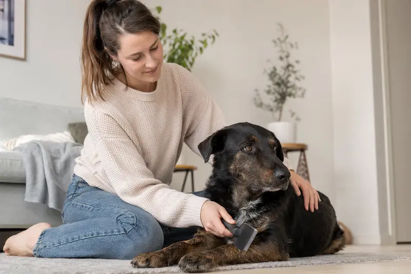 Ein Westerwälder Kuhhund wird in einer hellen Wohnung sanft gebürstet, während sein Besitzer liebevoll die Fellpflege übernimmt.