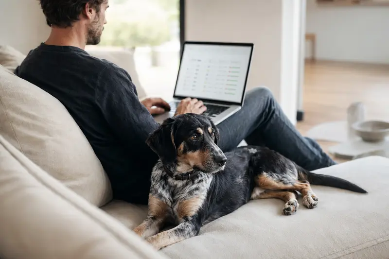Besitzer mit Laptop auf dem Sofa, neben ihm sitzt ein Westerwälder Kuhhund, während sie über Versicherungsoptionen nachdenken.