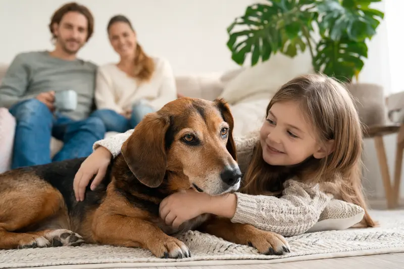 Eine Westfälische Bracke liegt entspannt neben einem Kind im Wohnzimmer, während die Eltern im Hintergrund eine warme Familienszene bilden.