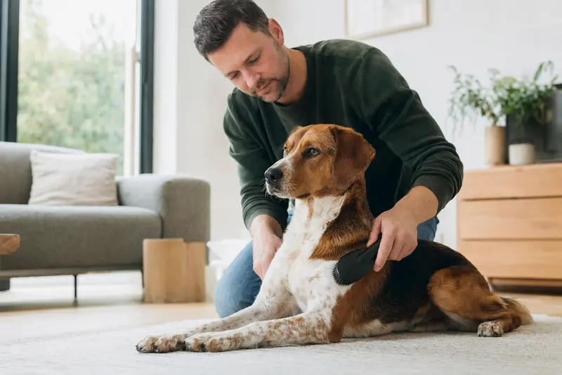 Eine Westfälische Bracke wird in einer hellen Wohnung sanft gebürstet, während der Besitzer liebevoll die Fellpflege übernimmt.