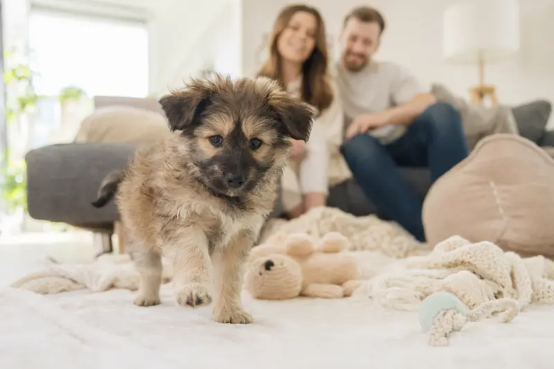 Ein junger Westgotenspitz-Welpe entdeckt neugierig sein neues Zuhause in einer hellen Wohnung mit weicher Decke und Spielzeug.