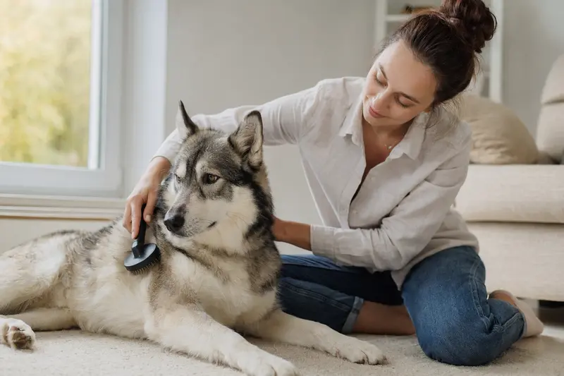 Ein Westsibirischer Laika Hund wird liebevoll von seinem Besitzer in einer hellen Wohnung gebürstet, was auf die Bedeutung der Fellpflege hinweist.