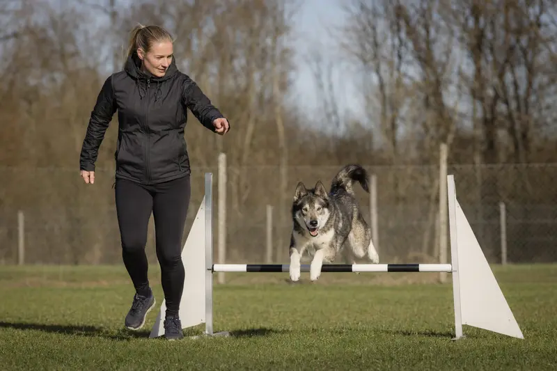 Ein Westsibirischer Laika springt mit seinem Besitzer über eine kleine Trainingshürde auf dem Hundeplatz.