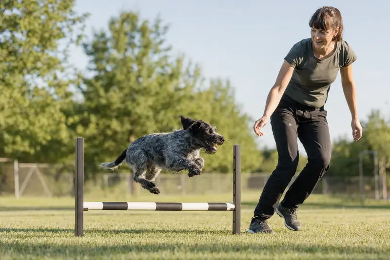 Ein Wetterhond Hund trainiert mit seinem Besitzer über eine kleine Trainingshürde auf dem Hundeplatz in sonniger, sportlicher Atmosphäre.