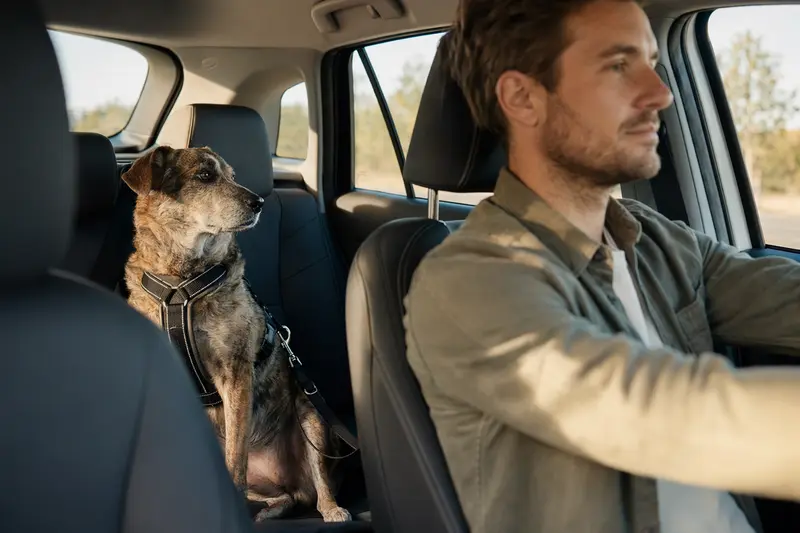 Ein Wetterhond Hund sitzt sicher angeschnallt auf der Rückbank eines Autos und genießt die Fahrt.