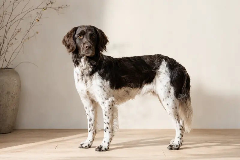 Ein schöner Wetterhoun Hund steht aufmerksam vor hellem Hintergrund und zeigt seine typische Fellstruktur.