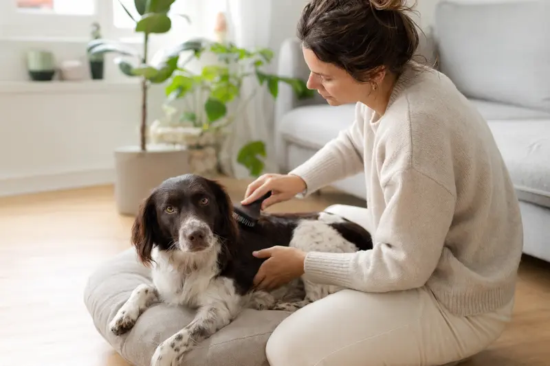 Ein Wetterhoun Hund wird von seinem Besitzer liebevoll gebürstet, während die helle Wohnung eine ruhige Stimmung ausstrahlt.