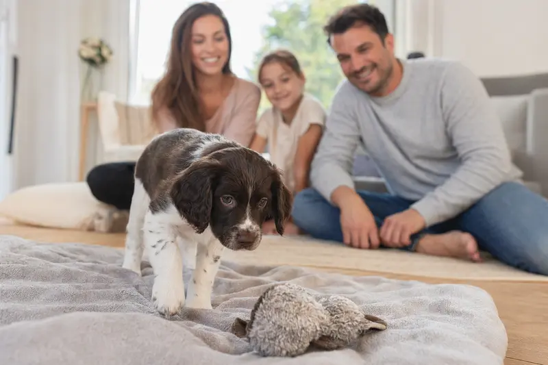 Ein neugieriger Wetterhoun Welpe erkundet sein neues Zuhause mit Spielzeug und einer liebevollen Familie im Hintergrund.