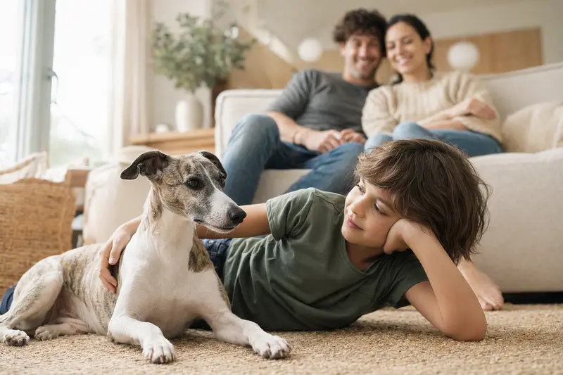 Ein freundlicher Whippet liegt entspannt neben einem Kind im hellen Wohnzimmer, während die Eltern im Hintergrund eine sichere Familienatmosphäre schaffen.