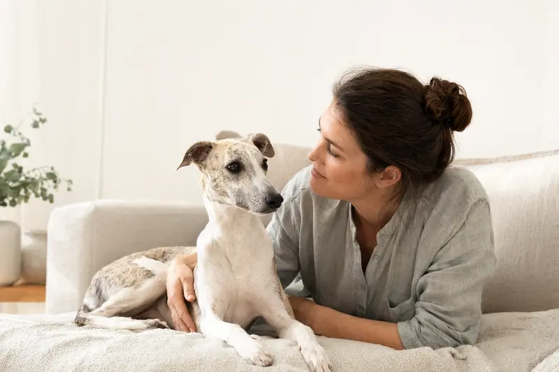 Ein aufmerksam stehender Whippet vor hellem Hintergrund zeigt die typische schlanke Körperform der Hunderasse.