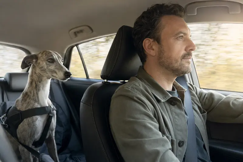 Ein Whippet Hund sitzt sicher angeschnallt auf der Rückbank eines Autos, während der Besitzer fährt.