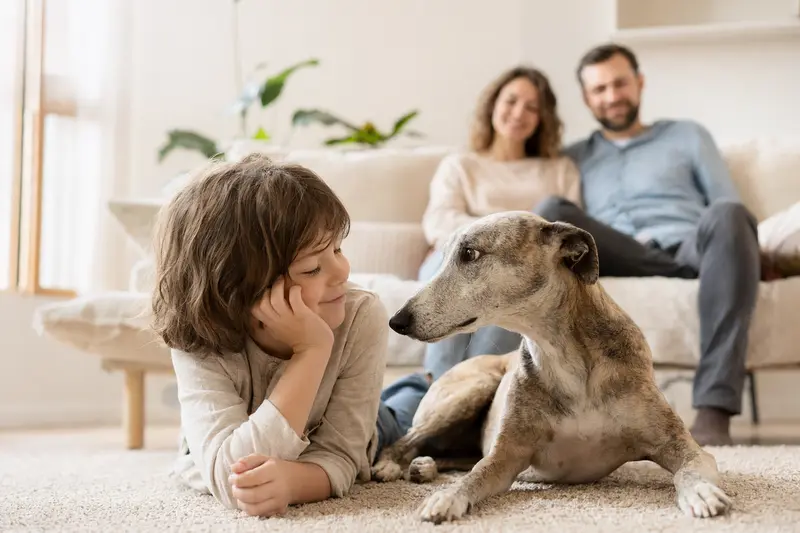 Ein freundlicher Windhund liegt entspannt neben einem Kind im Wohnzimmer und vermittelt eine sichere Familienatmosphäre.