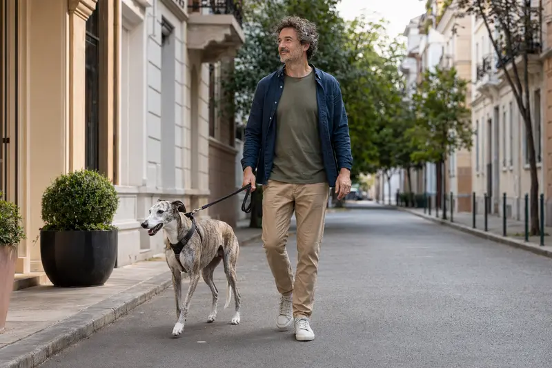 Ein Windhund läuft an der Leine mit seinem Besitzer durch eine moderne Stadtstraße im Alltag.