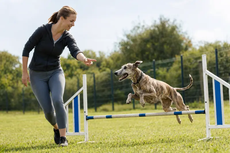 Ein Windhund trainiert mit seinem Besitzer auf dem Hundeplatz über eine kleine Hürde.