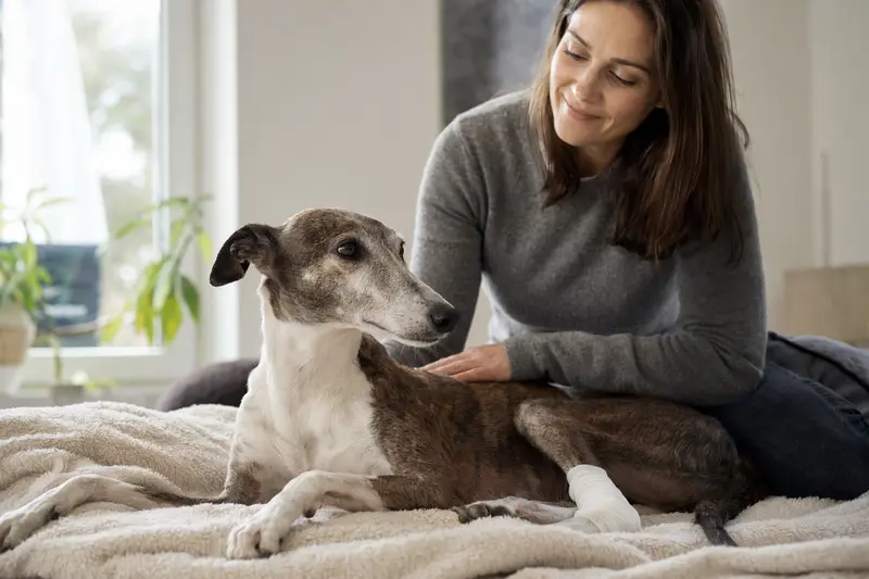 Ein Windhund mit leichtem Verband an der Pfote liegt entspannt neben seinem Besitzer in einer hellen Wohnung.