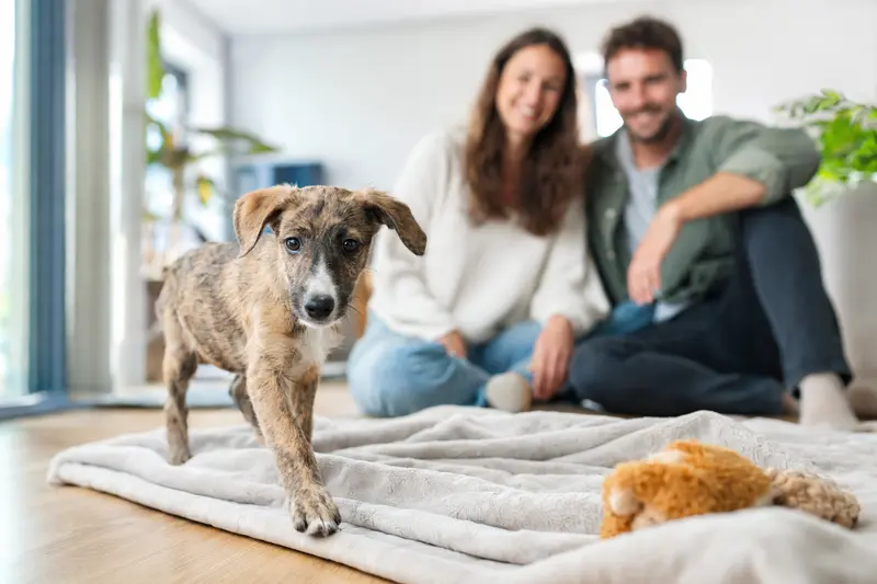 Ein neugieriger Windhund Welpe entdeckt sein neues Zuhause mit einer weichen Decke und Spielzeug im Hintergrund.