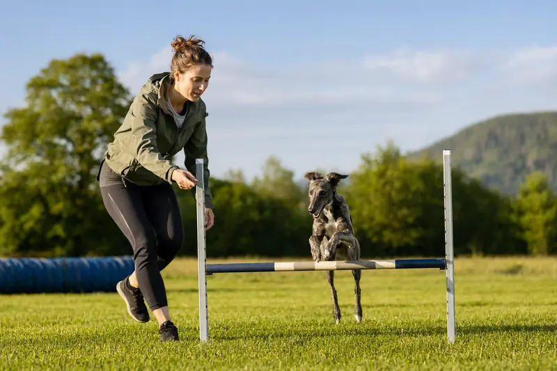 Ein Windspiel trainiert mit seinem Besitzer auf einem Hundeplatz über eine kleine Hürde und zeigt dabei Bewegung, Freude und Konzentration.