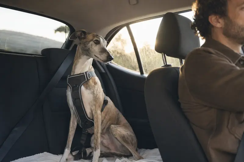 Ein Windspiel Hund sitzt sicher anschnallt auf der Rückbank eines Autos, während der Besitzer fährt.