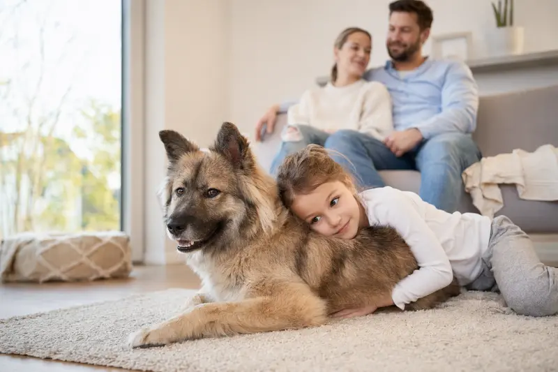 Ein freundlicher Wolfs-Chow Hund liegt entspannt neben einem Kind im Wohnzimmer und sorgt für eine harmonische Familienatmosphäre.