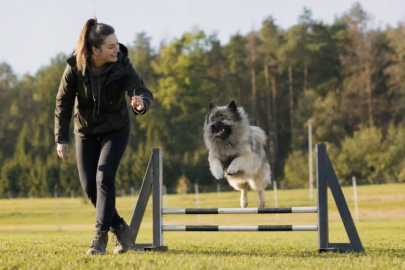 Ein Wolfsspitz springt mit seinem Besitzer freudig über eine kleine Trainingshürde auf dem Hundeplatz.