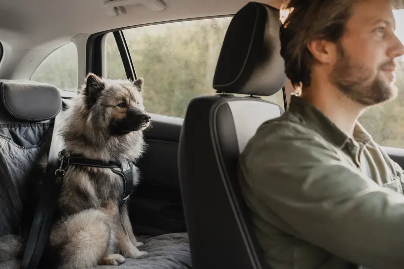 Ein Wolfsspitz Hund sitzt sicher angeschnallt auf der Rückbank eines Autos, während der Besitzer entspannt fährt.