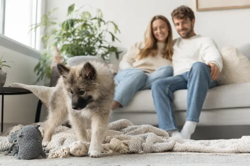 Ein junger Wolfsspitz Welpe erkundet neugierig sein neues Zuhause mit einer weichen Decke und einem Spielzeug, während eine liebevolle Familie im Hintergrund zu sehen ist.