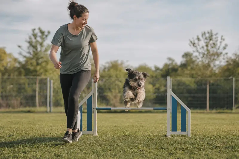 Ein aktiver Xarnelo Hund springt mit seinem Besitzer über eine kleine Trainingshürde auf dem Hundeplatz in sonniger Atmosphäre.