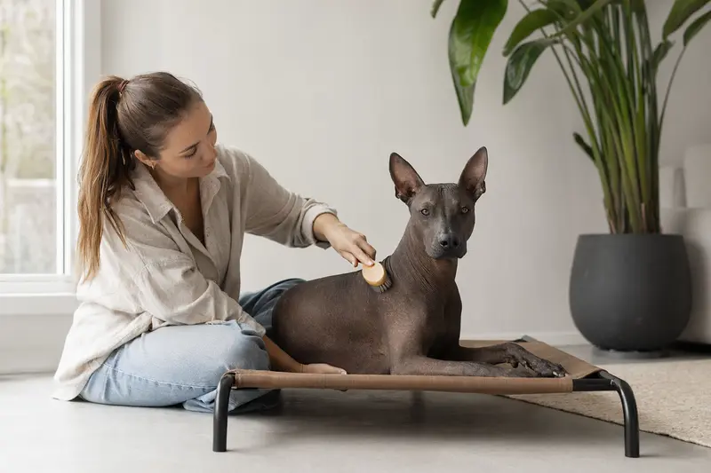 Ein Xoloitzcuintle wird in einer hellen Wohnung sanft gebürstet, während der Besitzer die Fellpflege ruhig und liebevoll übernimmt.