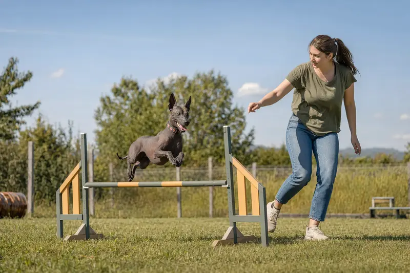 Ein aktiver Xoloitzcuintle trainiert mit seinem Besitzer auf einem Hundeplatz über eine kleine Hürde.
