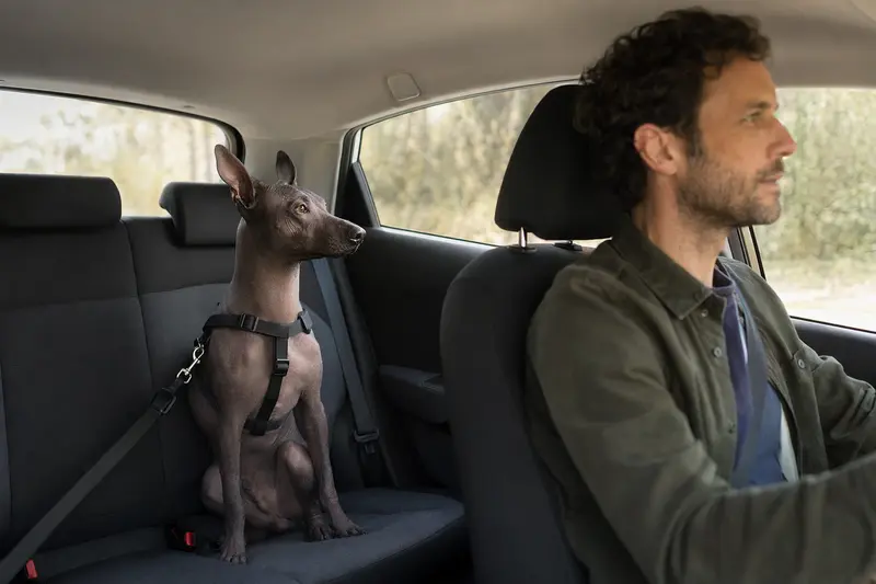 Ein Xoloitzcuintli Hund sitzt sicher mit angelegtem Sicherheitsgurt auf der Rückbank eines Autos, während der Besitzer entspannt fährt.