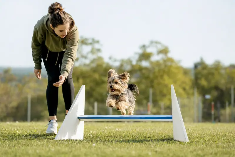 Ein aktiver Yorkshire Terrier springt mit seinem Besitzer über eine kleine Trainingshürde auf dem Hundeplatz.