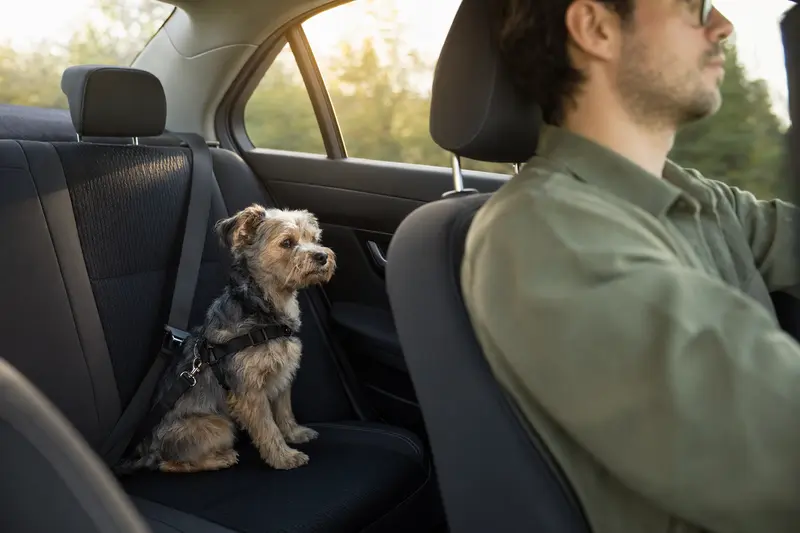 Ein sicher angeschnallter Yorkshire Terrier auf der Rückbank eines Autos, während der Besitzer fährt und Sonnenlicht durch das Fenster strahlt.