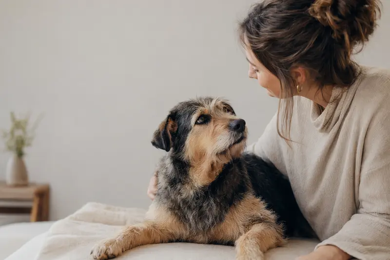 Ein aufmerksamer Zavod Hund steht in natürlicher Haltung vor hellem Hintergrund und wird als hochwertiges Hundeporträt für den Ratgeberkontext dargestellt.