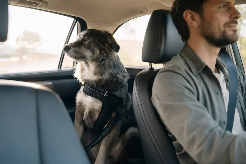 Ein sicher angeschnallter Zavod Hund auf der Rückbank eines Autos, während der Besitzer entspannt fährt.