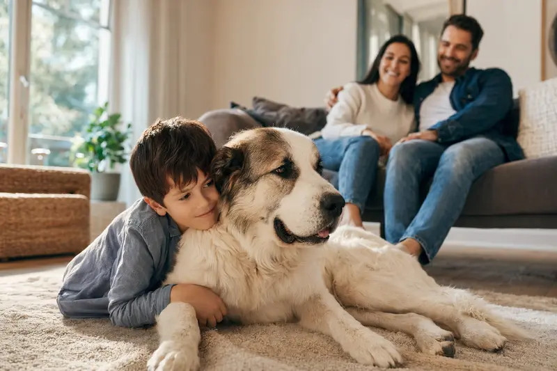 Ein freundlicher Zentralasiatischer Schäferhund liegt entspannt neben einem Kind im hellen Wohnzimmer, während die Eltern im Hintergrund eine sichere Familienatmosphäre schaffen.