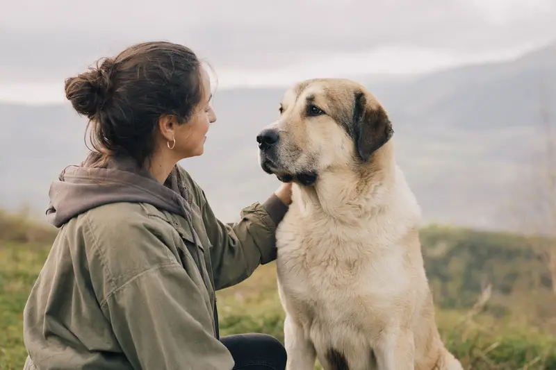 Ein aufmerksam stehender Zentralasiatischer Schäferhund vor hellem Hintergrund als professionelles Tierporträt.