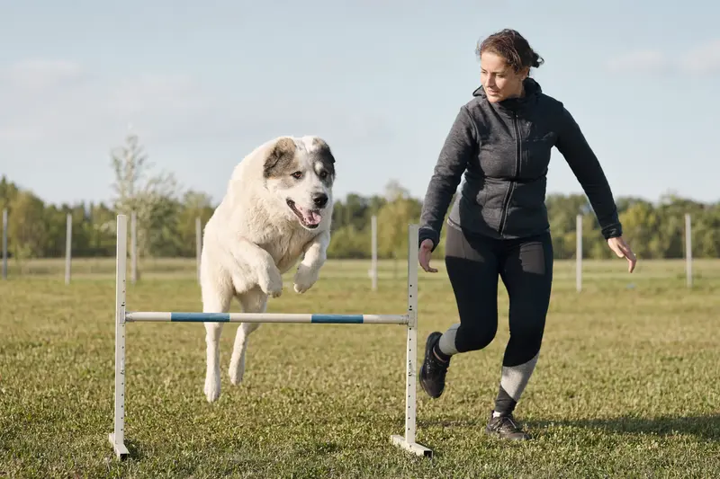 Ein Zentralasiatischer Schäferhund trainiert mit seinem Besitzer über eine kleine Hürde auf dem Hundeplatz.