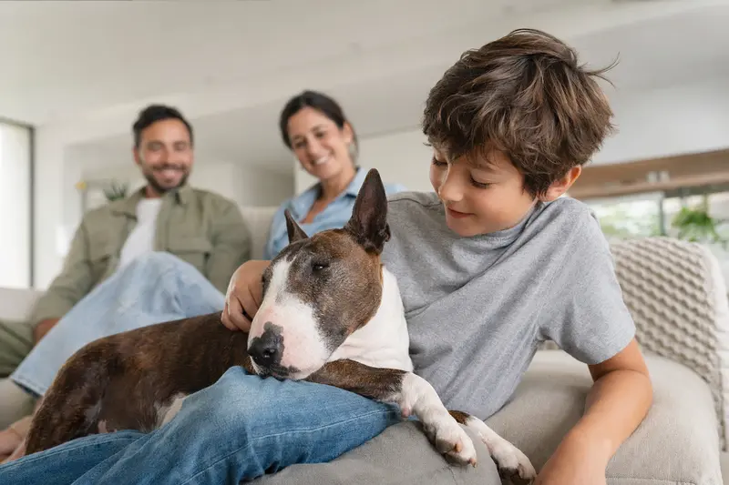 Ein freundlicher Zwerg Bull Terrier liegt entspannt neben einem Kind im hellen Wohnzimmer und vermittelt eine sichere Familienatmosphäre.