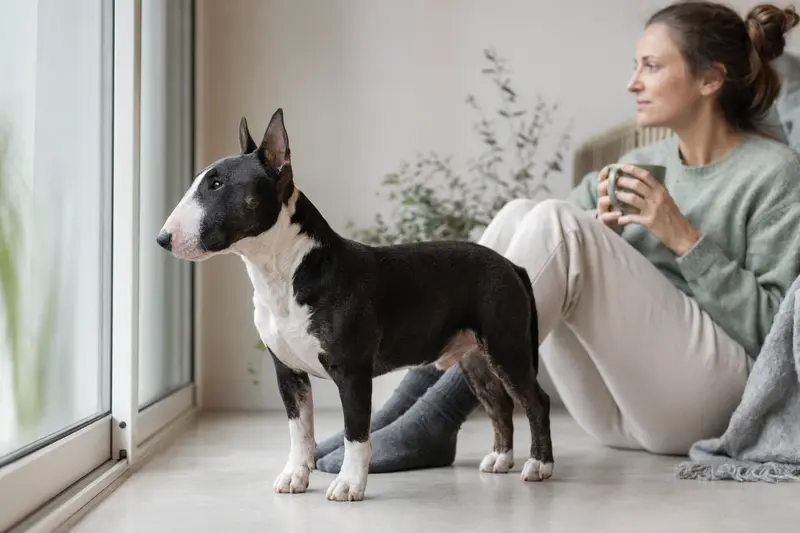 Ein aufmerksam stehender Zwerg Bull Terrier vor hellem Hintergrund als realistisches Hundeportrait.