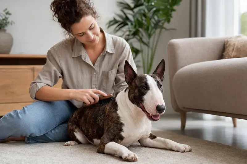 Ein Zwerg Bull Terrier wird in einer hellen Wohnung sanft gebürstet, während sein Besitzer die Fellpflege liebevoll übernimmt.